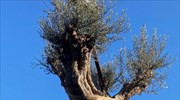 Χολαργός: Ελιά 300 ετών ριζώνει στον εξωτερικό χώρο του δημαρχείου