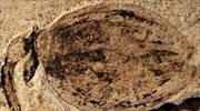 Στο φως απολιθωμένο μπουμπούκι, ηλικίας 164 εκατομμυρίων ετών