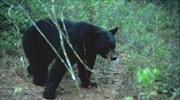 Τασκένδη: Πέταξε κοριτσάκι μέσα στο κλουβί με την αρκούδα