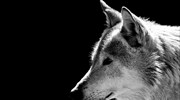 Διόνυσος: Επιθετικό είδος λύκου κατακρεούργησε  δύο σκυλιά- Για «Μονόλυκο» μιλά το Δασονομείο