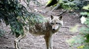 Διόνυσος: Ο δήμος εφιστά την προσοχή στους πολίτες λόγω της εμφάνισης λύκου