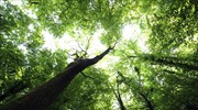 Ολοκληρώθηκε η πρώτη απογραφή των δέντρων της Γης