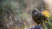 Κλεπτομανής παπαγάλος κλέβει μια GoPro κάμερα και κινηματογραφεί την απόδρασή του