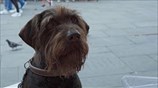 Year of the Dog | Official trailer