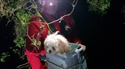 Κέρκυρα: Διέσωσαν σκυλί από γκρεμό 30 μέτρων, 4 ώρες μετά