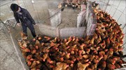 Ισπανία: Πάνω από 130.000 κότες σφαγιάστηκαν λόγω ξεσπάσματος γρίπης των πουλερικών
