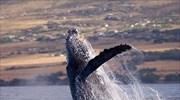 Οι μεγάπτερες φάλαινες κάνουν τον γύρο του κόσμου αναζητώντας τον… έρωτα