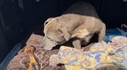 Εξαφανισμένη σκυλίτσα επανενώθηκε με τους ιδιοκτήτες της μετά από 12 χρόνια
