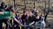 Λίμνη Ευβοίας: 4.000 δέντρα φυτεύτηκαν στην καμένη περιοχή