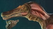 Στην Πορτογαλία ζούσε ένας… κροκοδεινόσαυρος