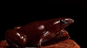 Ανακαλύφθηκε βάτραχος με… προβοσκίδα