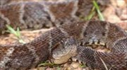 ΗΠΑ: Λαθρέμπορος εξωτικών ειδών είχε κρύψει στο παντελόνι του 52 ζωντανά φίδια και σαύρες