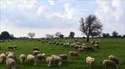Βόρεια Εύβοια: Δημοσιεύτηκε η ΚΥΑ για την ενίσχυση των πυρόπληκτων κτηνοτρόφων