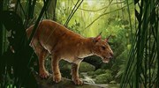 O αρχαιότερος πρόγονος της γάτας ήταν υπερσαρκοβόρο