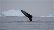 «Καύσωνας» στην Ανταρκτική με θερμοκρασίες- ρεκόρ