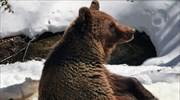 Φλώρινα: Ξύπνησαν οι αρκούδες στο Περιβαλλοντικό Κέντρο του Αρκτούρου