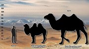 Άνθρωποι και Νεάντερταλ κυνηγούσαν καμήλες ύψους τριών μέτρων