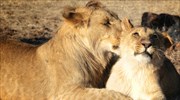 Η ορμόνη της αγάπης κάνει «αγαπησιάρικα» ακόμη και τα λιοντάρια