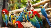 Η τεχνητή νοημοσύνη επιβεβαιώνει τη χρωματική υπεροχή των τροπικών πτηνών