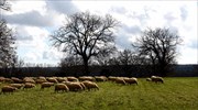 Κτηνοτρόφοι: Στο ΦΕΚ η ΚΥΑ για τις ενισχύσεις