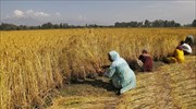 Επισιτιστική επάρκεια: Μπορεί η Ινδία να δώσει τη λύση;