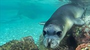 ΥΠΕΝ: Μνημόνιο για την ενίσχυση της φύλαξης του Εθνικού Θαλάσσιου Πάρκου Αλοννήσου