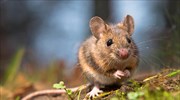Τα ποντίκια των πόλεων δεν θα είναι η αιτία της επόμενης πανδημίας - Τι δείχνουν νέες έρευνες