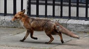 ΗΠΑ: Αλεπού εισέβαλε στον ζωολογικό κήπο της Ουάσινγκτον και σκότωσε 25 φλαμίνγκο