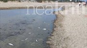 Ηράκλειο: Δεκάδες νεκρά ψάρια στις εκβολές του ποταμού Αποσελέμη - Έρευνα του ΕΛΚΕΘΕ
