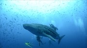 Οι φαλαινοκαρχαρίες εξοντώνονται μαζικά σε «τροχαία» ατυχήματα