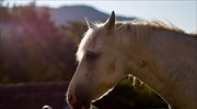 Αυστρία: Απειλούνται οι άμαξες με άλογα στη Βιέννη από τη ζέστη και το κυκλοφοριακό