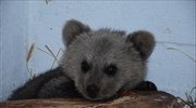 Θωμάς ο «Survivor»: Το ορφανό αρκουδάκι που βρέθηκε στη Φλώρινα και δίνει μαθήματα επιβίωσης