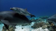 Δείτε τα δελφίνια την ώρα που κάνουν... σπα (βίντεο)