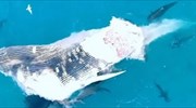 Εκατό καρχαρίες στήνουν «γλέντι» με μεγάπτερη φάλαινα (βίντεο)