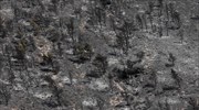 «Μπαλάκι ευθυνών» για την πυρκαγιά σε Άνω Γλυφάδα - Βούλα