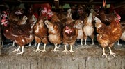 Το ρύζι...εξημέρωσε τα κοτόπουλα, που θεωρούνταν «εξωτικά» πτηνά