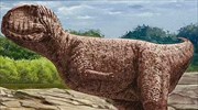 Δεινόσαυρος «μπουλντόγκ» ζούσε σε όαση της Σαχάρας