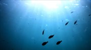 Ξενικά είδη ψαριών σε Μεσόγειο-Αιγαίο λόγω αύξησης της θερμοκρασίας