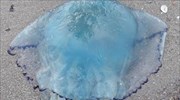 Γαλάζιες μέδουσες μετά τις μωβ: Τα χαρακτηριστικά τους και τι να προσέχουμε