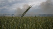 Οι Ρώσοι μεταφέρουν στην Κριμαία τα σιτηρά της Ουκρανίας από τις περιοχές που έχουν καταλάβει
