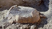 Πομπηία: Χελώνα με το αυγό της έφερε στο φως η αρχαιολογική σκαπάνη