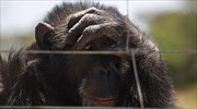 Βίντεο λίγο μετά τη διαφυγή του χιμπατζή από το Αττικό Ζωολογικό Πάρκο - Διαμαρτυρία για τη θανάτωσή του