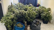 ΕΛ.ΑΣ.: Συλλήψεις εμπόρων ναρκωτικών -«Φυτεία κάνναβης» στον Άγιο Παντελεήμονα