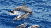 Τα δελφίνια μπορούν να σώσουν τα κοράλλια από την εξαφάνιση