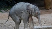 Και δεύτερος θάνατος ελέφαντα  από έρπη στον Ζωολογικό Κήπο της Ζυρίχης