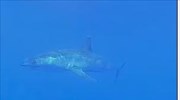 Επέστρεψε στη Μεσόγειο ο καρχαρίας... Γιουσέιν Μπολτ (βίντεο)