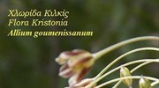 Στη Γουμένισσα η πρώτη, παγκοσμίως, καταγραφή νέου είδους φυτού