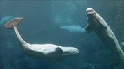 Δείτε σε ζωντανή μετάδοση 50 χιλιάδες λευκές φάλαινες να μεταναστεύουν