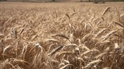 Βρετανία: Αναγκαίο να εφαρμοστεί πλήρως η συμφωνία για να ξαναρχίσουν οι εξαγωγές σιτηρών