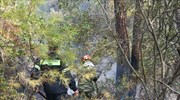 Πυρκαγιά στον Έβρο: Τρία μέτωπα στο Εθνικό Πάρκο Δαδιάς -  Απειλείται το Κέντρο Ενημέρωσης